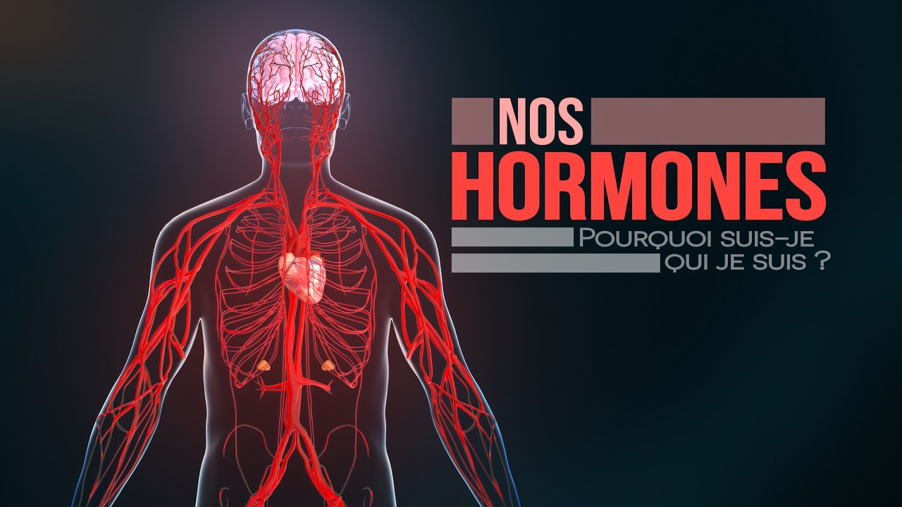 Comment fonctionnent nos hormones (animation)?