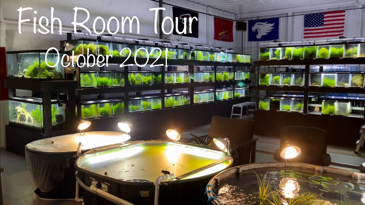 Fish Room Tour - October 2021 - 250 Aquariums!