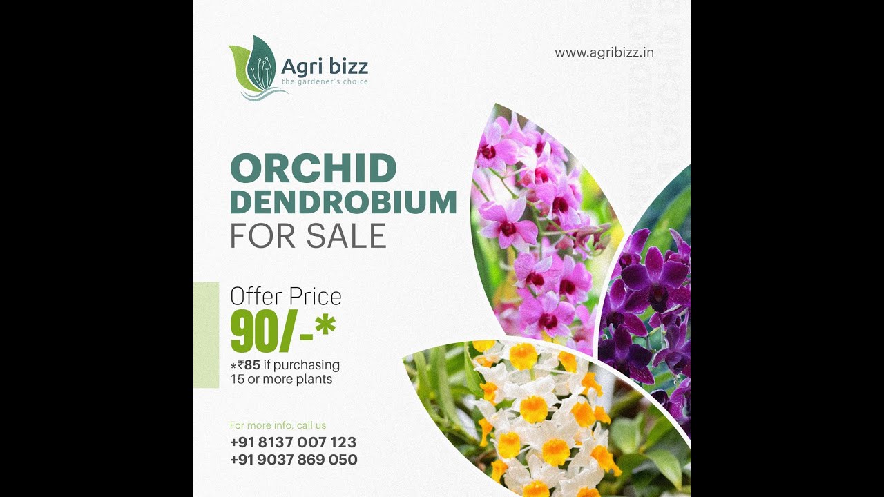 Get your home garden more colourfull with orchids