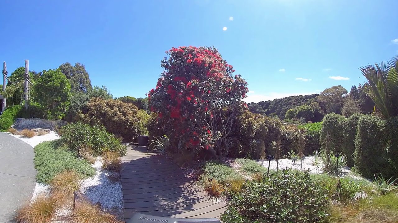 Auckland Botanic Gardens walk around 360 video Part 1 / Auckland 4K video / New Zealand 4K video