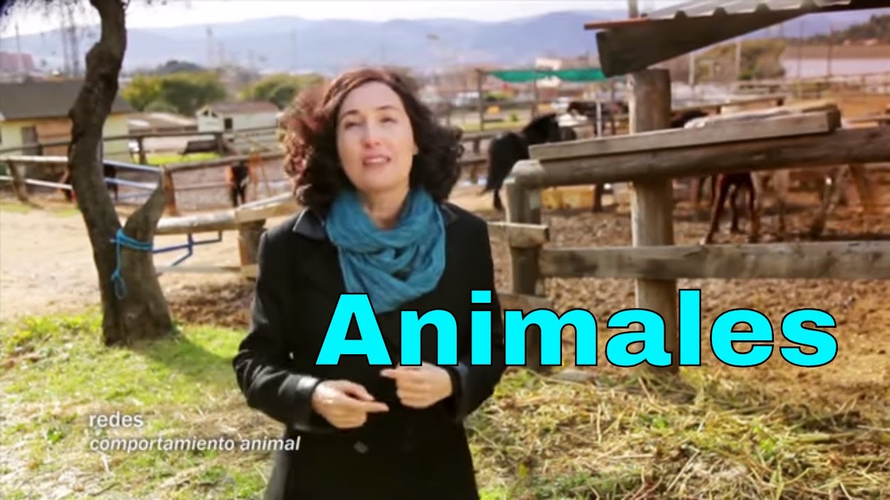 Empat&iacute;a con los animales - ELSA PUNSET