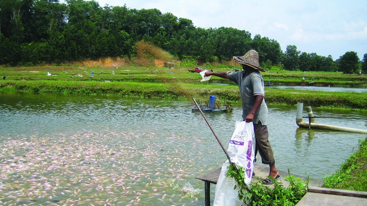Cost-efficient Feeds for Tilapia in Freshwater Cage and Ponds