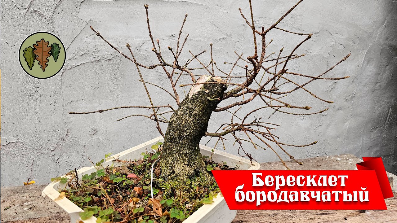 Бересклет бородавчатый, как будем формировать весной?  @Studio.Bonsai