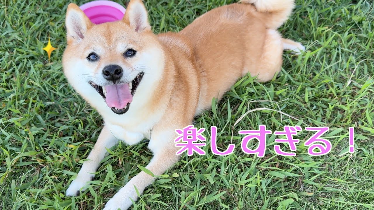 久しぶりのドッグランが楽しくてたまらなかったじょしーばwww