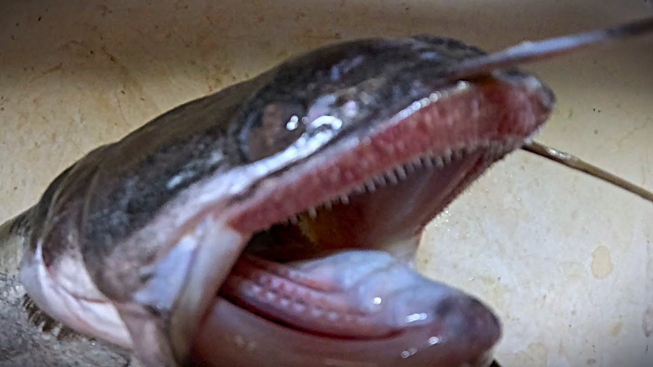 That's why I never saw an adult of Wallago attu. Broken psyche. Jumping 24 hours out of a good tank.