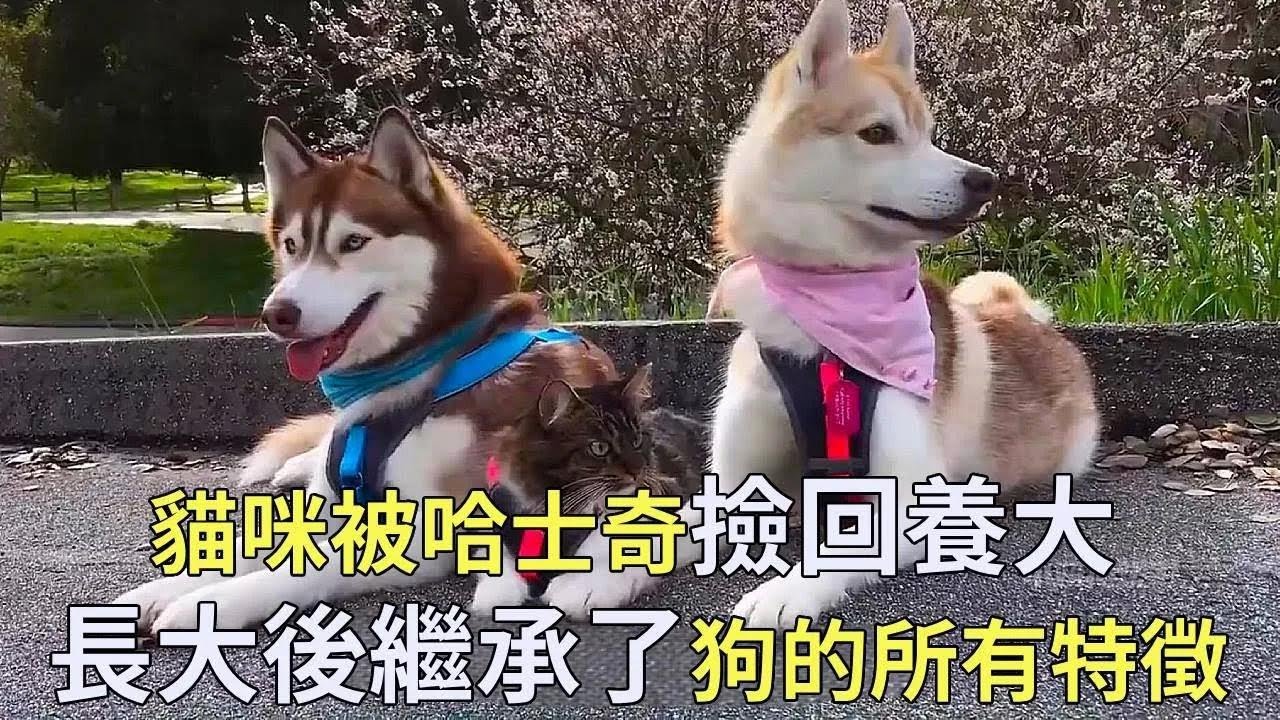 哈士奇从外面救回一只小奶猫，由于长时间和哈士奇生活在一起，它已经忘记了自己是一只猫，完美地继承了狗的所有特点！【小奶狗观影】