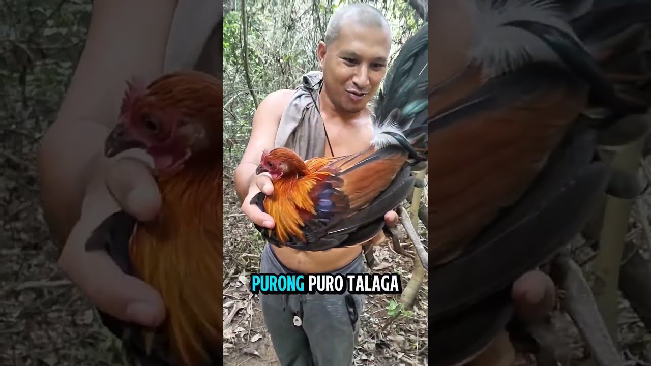 Nakahuli din ng manok labuyo ang bitag namin
