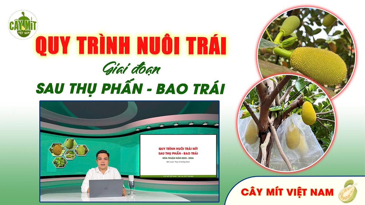QUY TRÌNH NUÔI TRÁI - GIAI ĐOẠN SAU THỤ PHẤN ĐẾN BAO TRÁI #caymitvietnam #kythuattrongmit