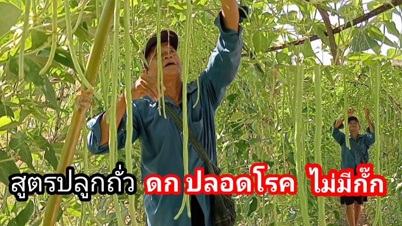 ปราชญ์เมืองอุบลฯ ปลุกถั่วฝักยาวผลผลิตสูง  ใช้พื้นที่น้อย ปลอดโรค คนแห่ชมมากมาย