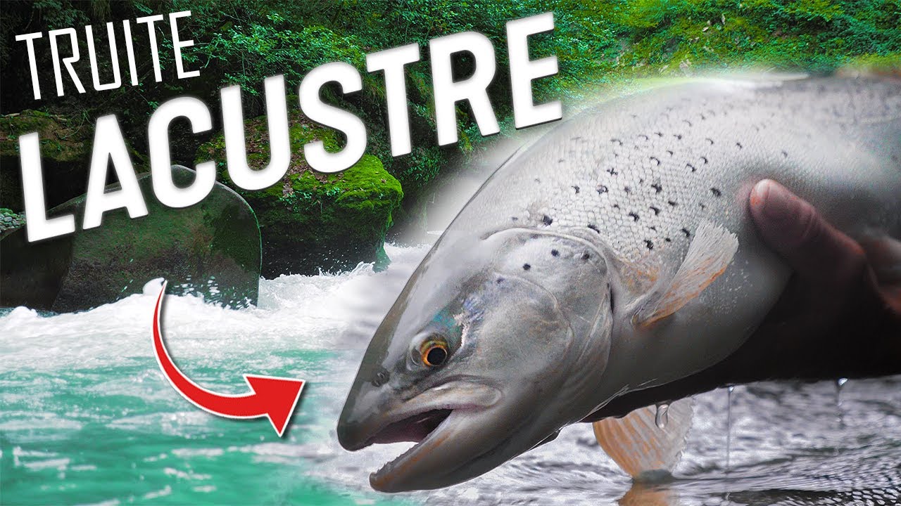 PÊCHE TRUITE LACUSTRE : Mission presque impossible ?!