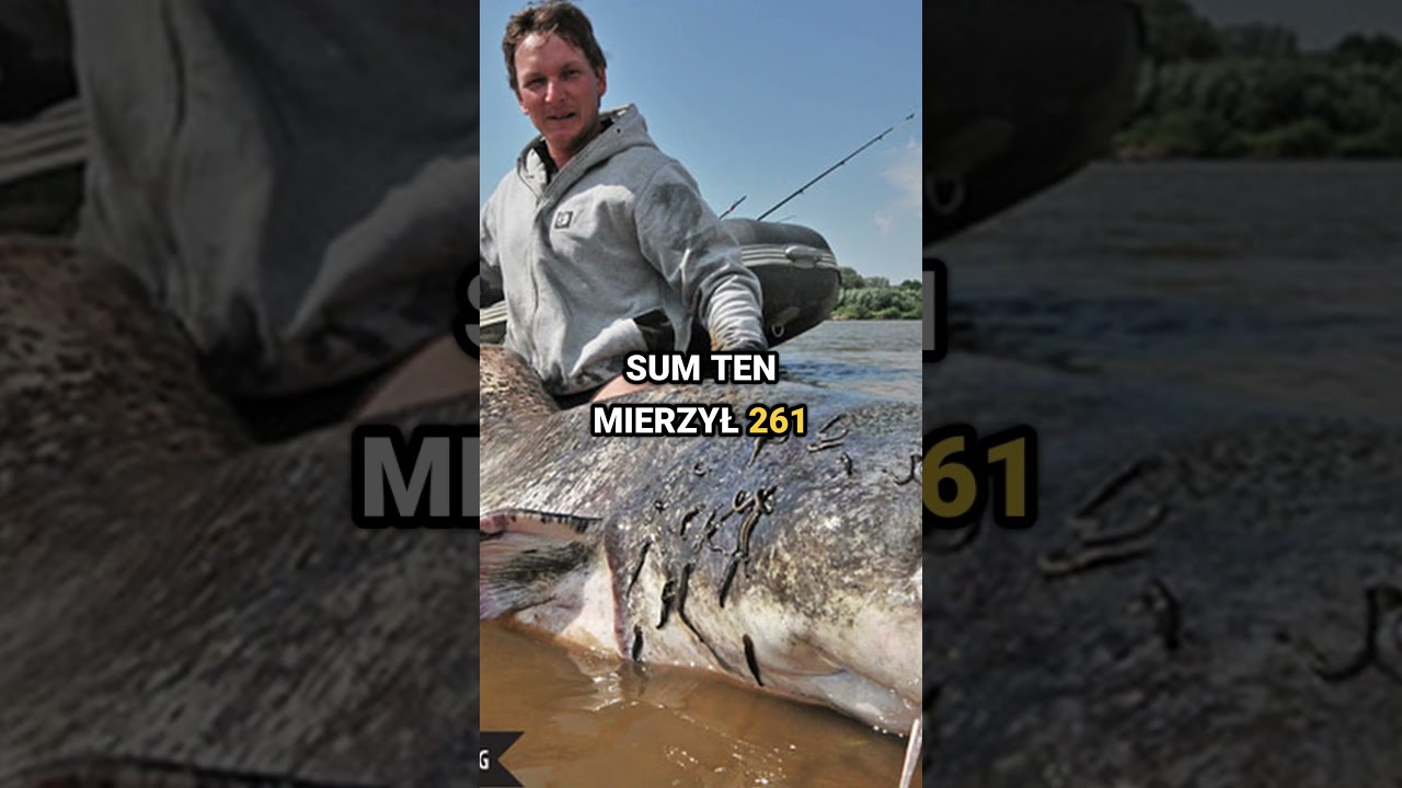Rekordowy Wymiar Suma w Polsce #wędkarstwo #wędkowanie  #fishing #fish #sum