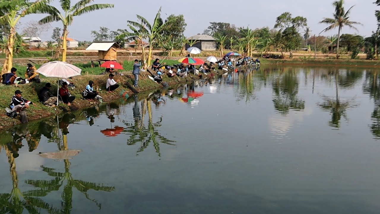 FULL STRIKE DARI STAR SAMPAI SORE | MANCING BORONGAN IKAN MAS Di SUBANG