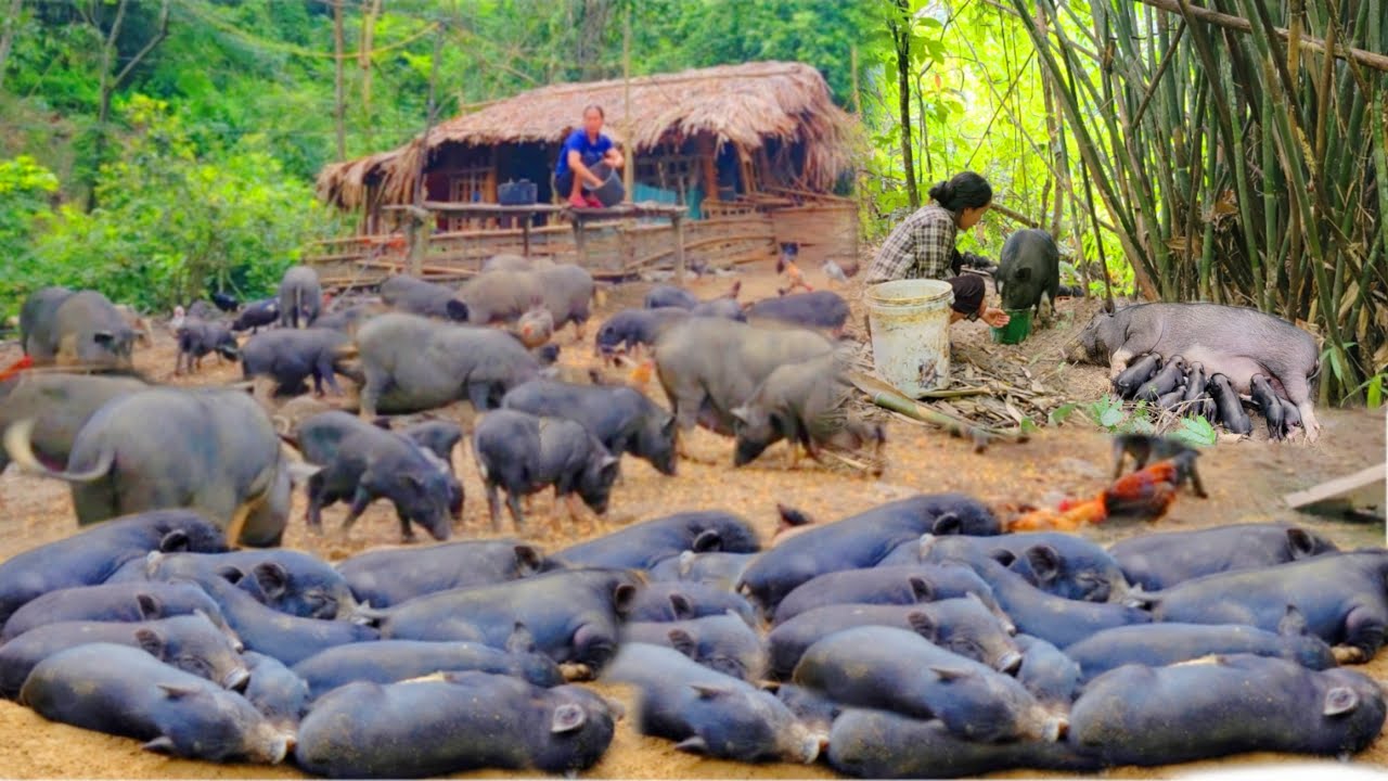 From two pigs give birth to hundreds of piglets, the mother pig's piglets continue to give birth.