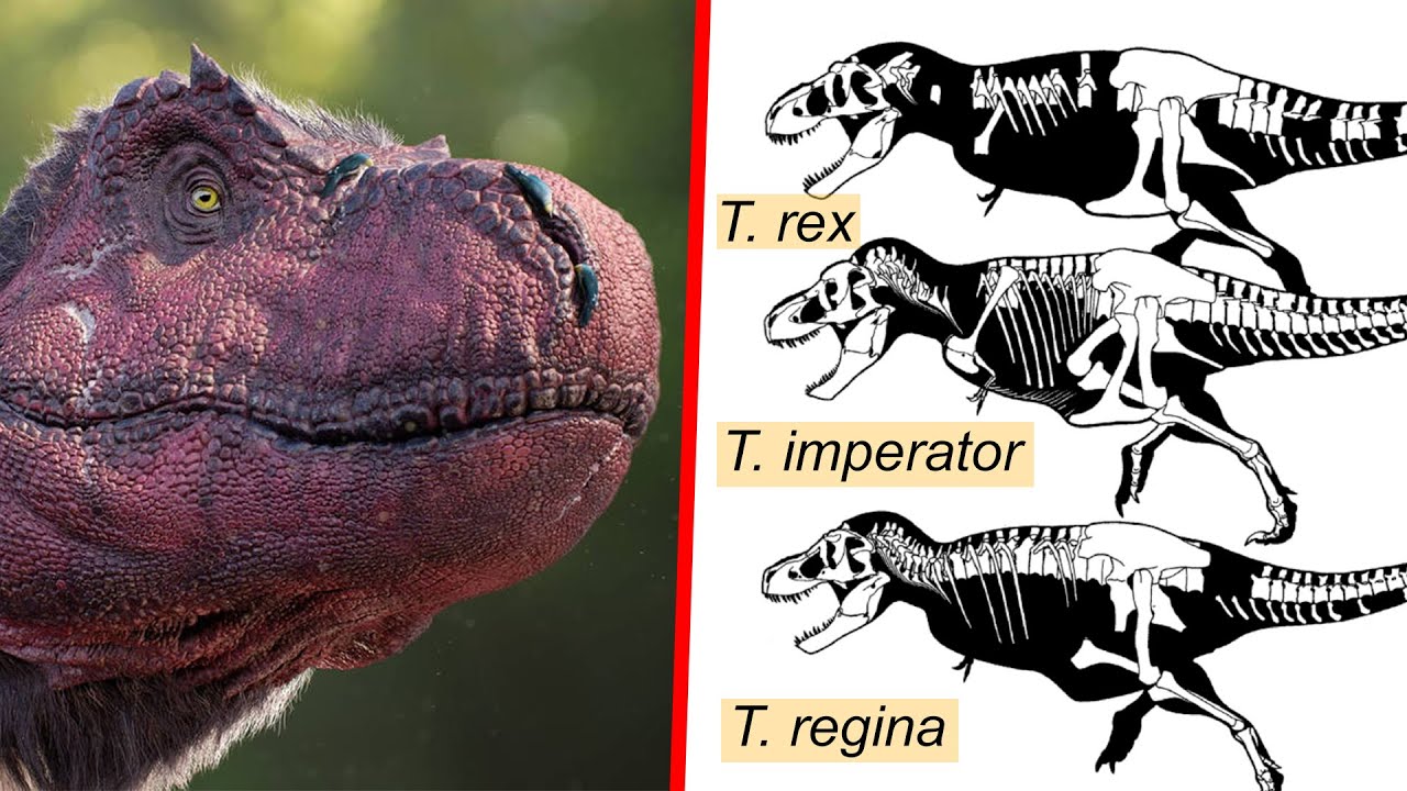 2 New Species of Tyrannosaurus Named - Meet T. imperator & T. regina