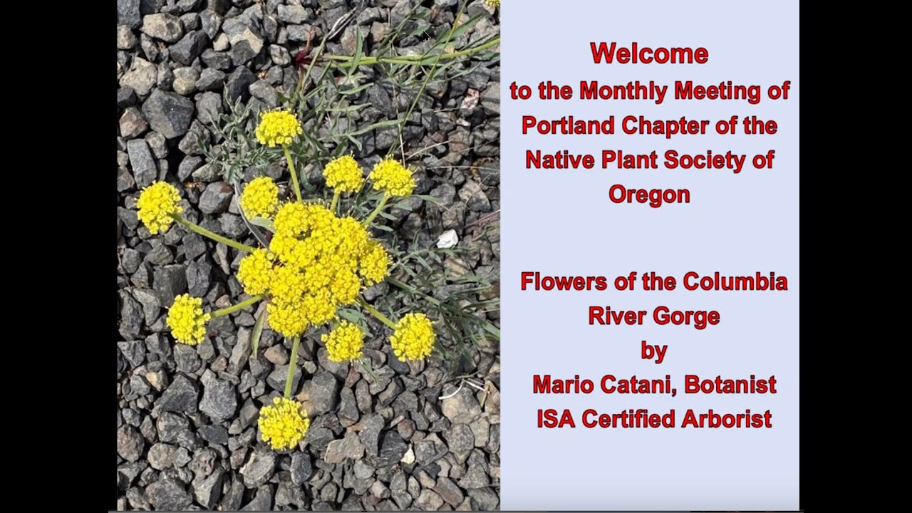 Flowers of the Columbia River Gorge