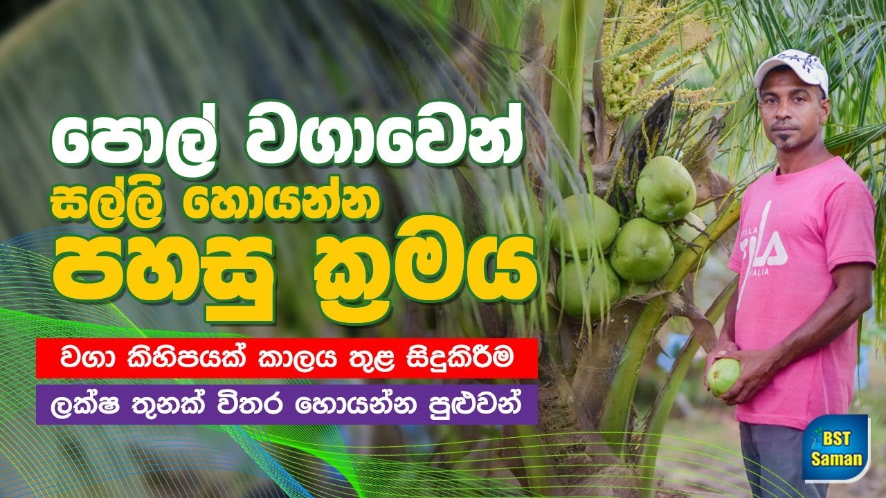 පොල් වගාව ආශ්‍රිත යටි බෝග වගාවේන් ලක්ෂ Coconut Cultivation.