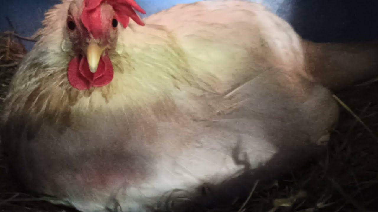 White Leghorn chicken hatched. Bijeli Leghorn pilići