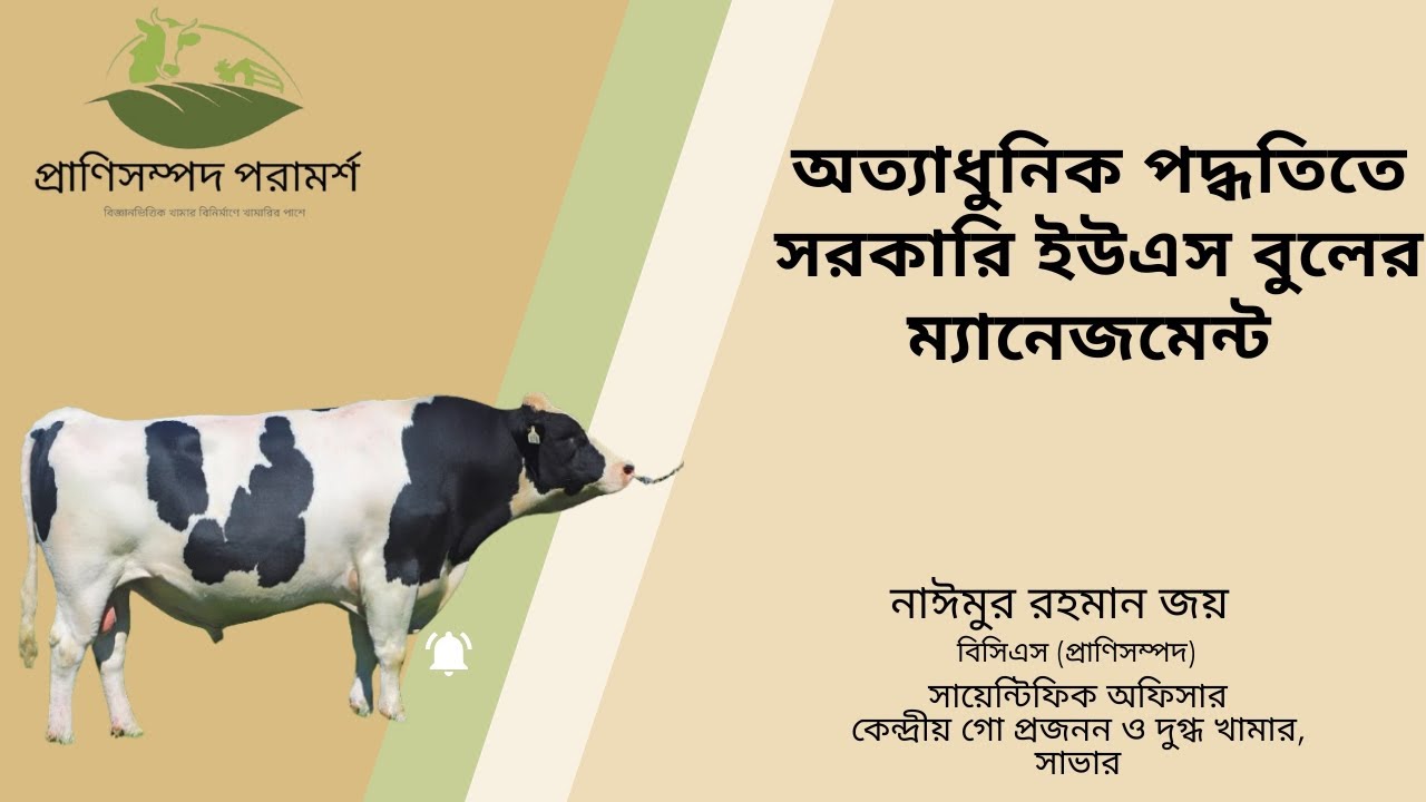 আমেরিকা থেকে আনা সরকারি ইউএস বুলের অত্যাধুনিক ম্যানেজমেন্ট #cow #dairyfarming #farming #animals