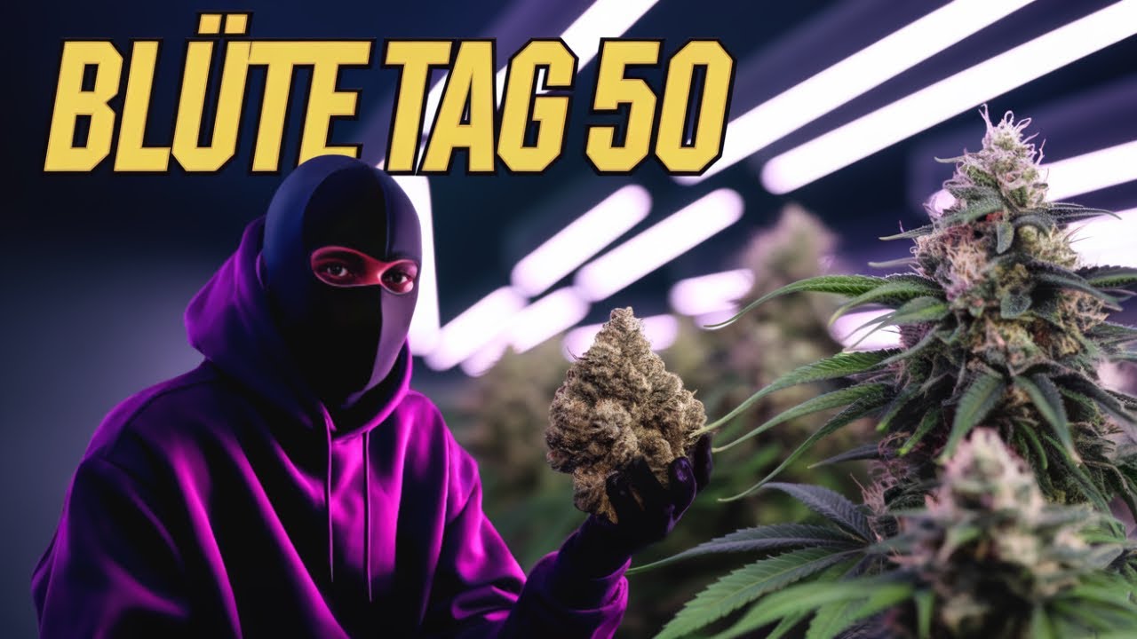 Apple Fritter Bl&uuml;te Tag50 | Letztes Entlauben vor der Ernte