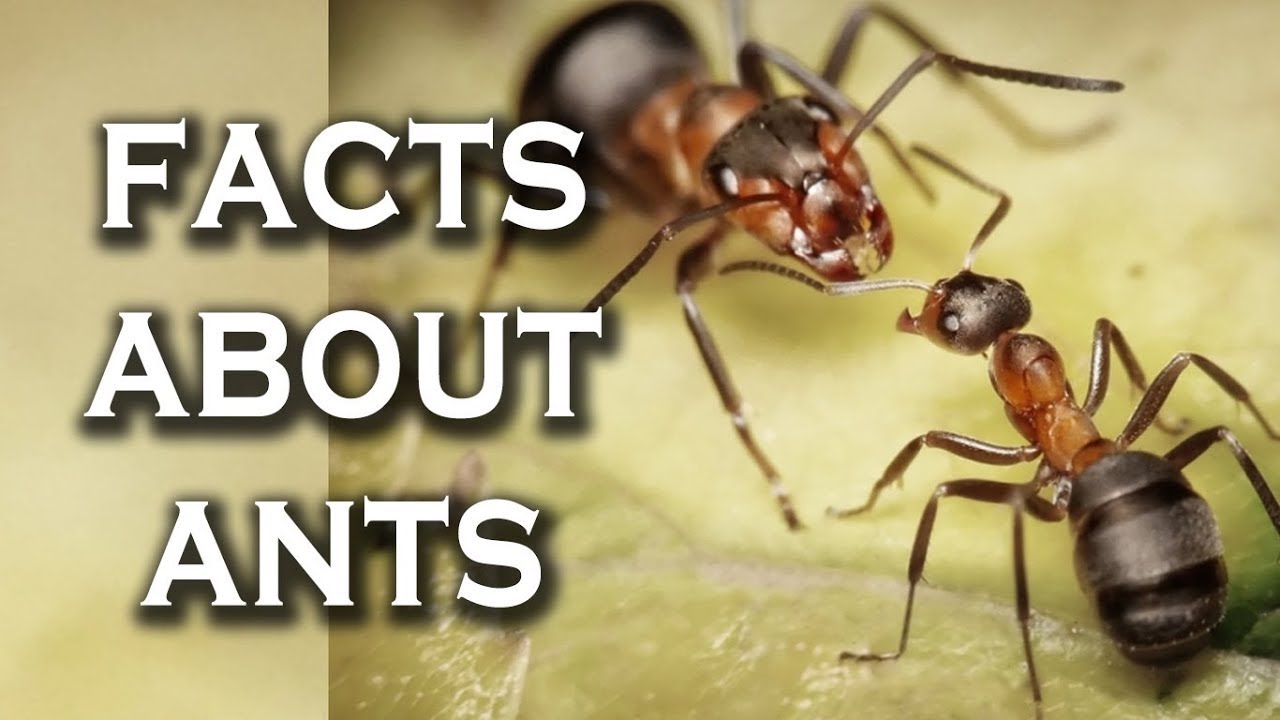 Discover the astonishing world of ants - Did you know?