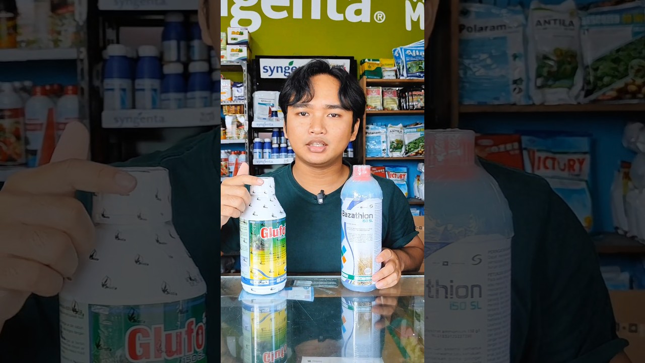 Herbisida Sistemik Bazathion & Glufo basmi lulangan sampai akarnya! #herbisida #benihonline