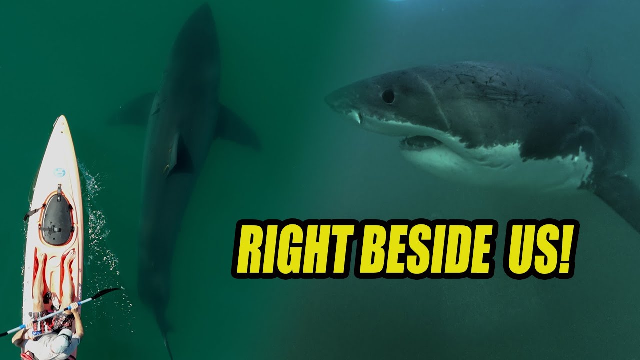Best Great White Shark Footage of 2025 (Narrated )
