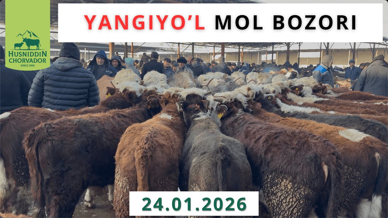 Yangiyo'l Mol Bozori - 24.01.2026 Buqa va buzoqlar. Narxlar Baland!