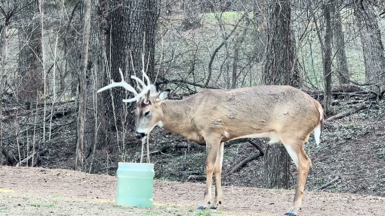 Whitetail Bucks And Doe Are Here For The Show! 2/9/26