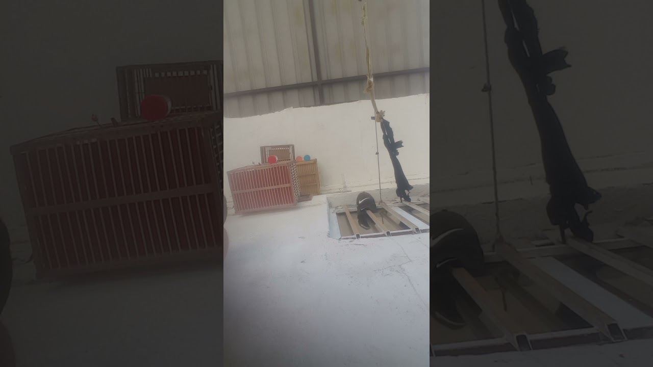 بلبل خام الهواشم