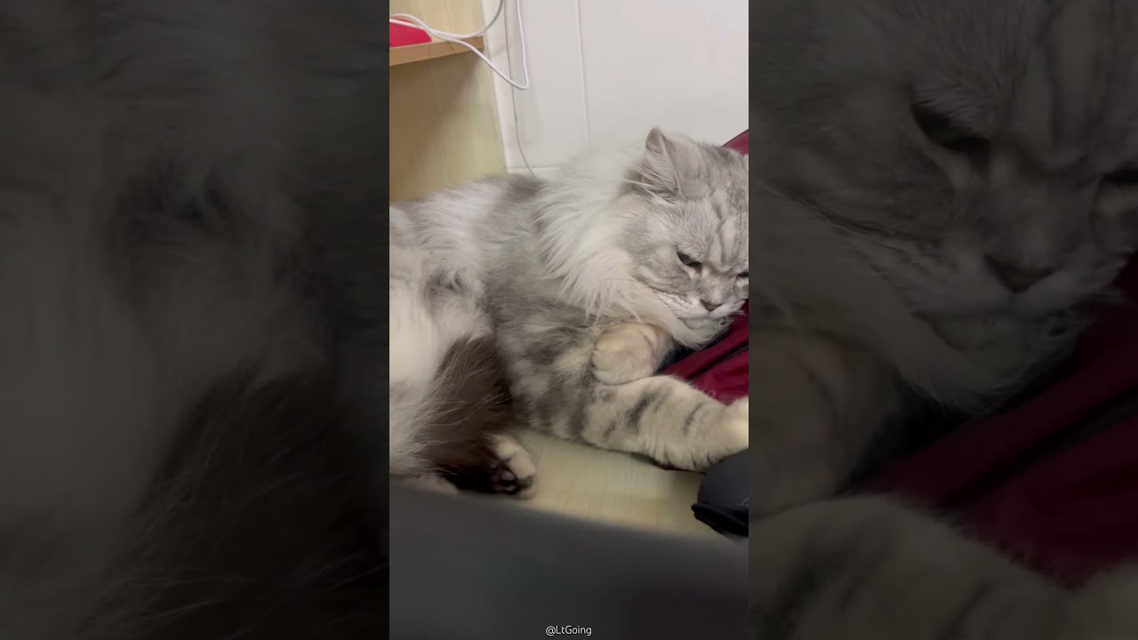 #cat #cuteanimal #catcute #pets #cutecat #cute #cutepet #funny #kitten #kitty #catshorts #cats