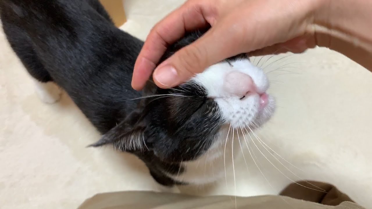 嬉しそうについて来てくれる猫