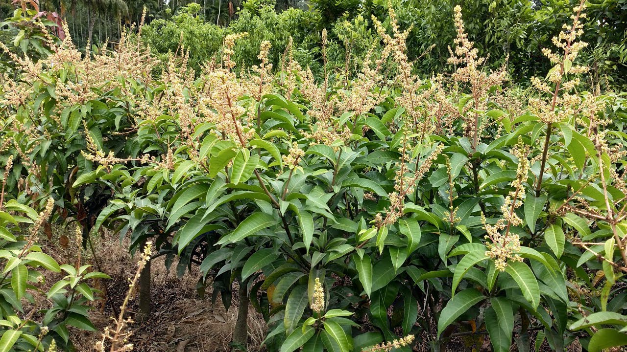 All Time Mango Plant Farming (Baramasi Mango) l Flowering & Fruiting | Contact : 9333227579
