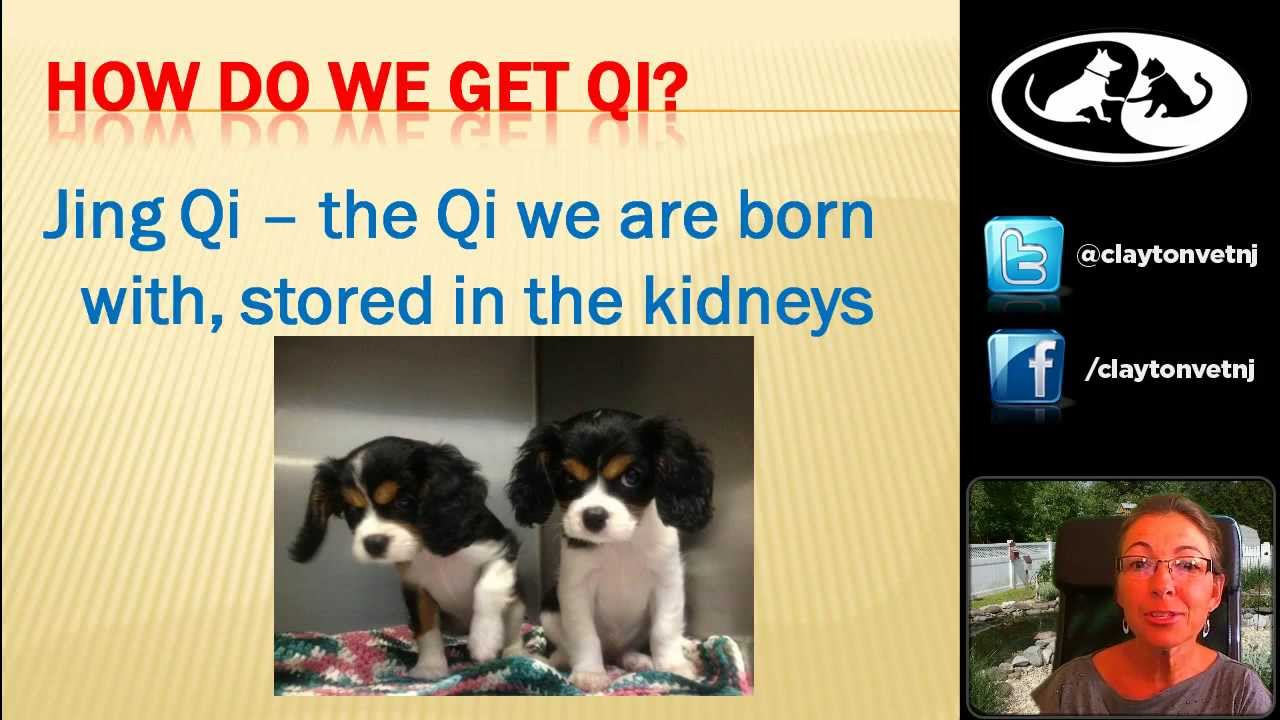 Qi and Pet Food with Dr. Morgan-Webinar 6