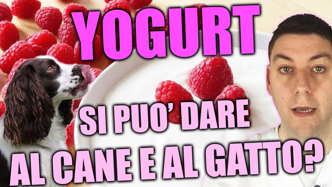 Si può dare lo YOGURT al cane e al gatto?