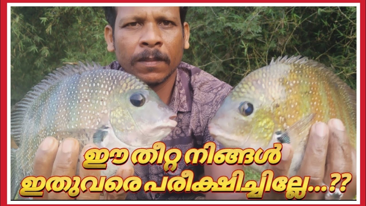 ഈ തീറ്റ നിങ്ങൾ ഇതുവരെ പരീക്ഷിച്ചില്ലേ /#fishing #karimeen #keralafishing