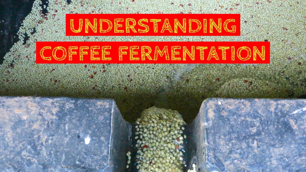 Understanding Coffee Fermentation