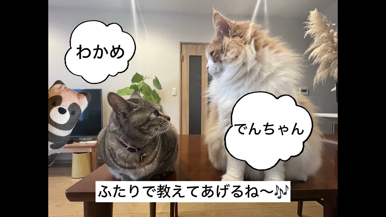 鍵しっぽの謎！うちの子は鍵しっぽ。#猫のいる暮らし #ねこのいる生活 #ねこ #かぎしっぽ 