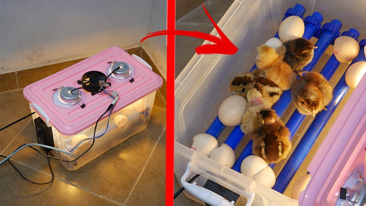 لن تصدق ماذا صنعت! فقاسة بيض تستخدم بطريقة دكية | BEST Incubator For Chicken Eggs With 100%