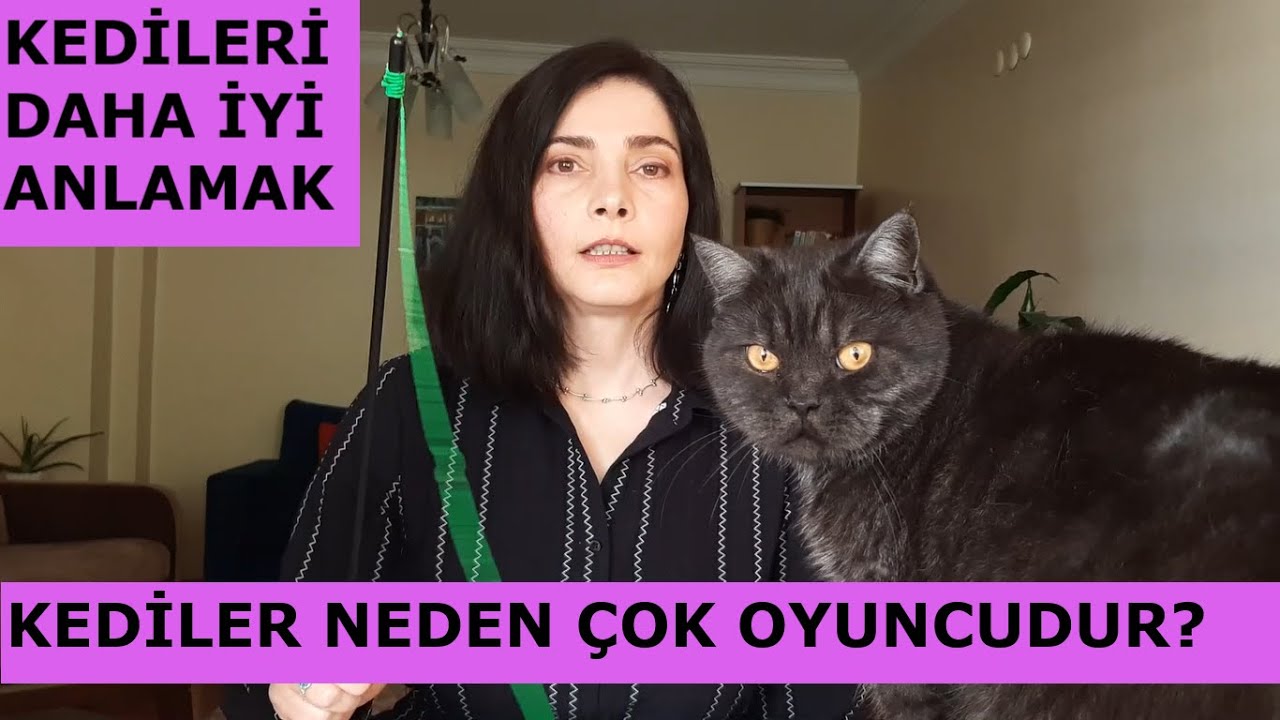 kediler neden çok oyuncudur | kedilerin avcı iç güdüleri | kedileri daha iyi anlamak