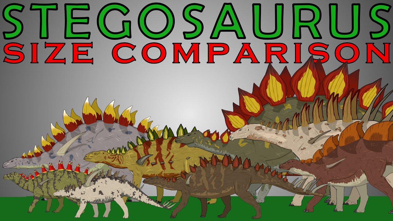 Dinosaurs Size Comparison: Stegosaurus (Stegosaurus, Kentrosaurus, Hesperosaurus)