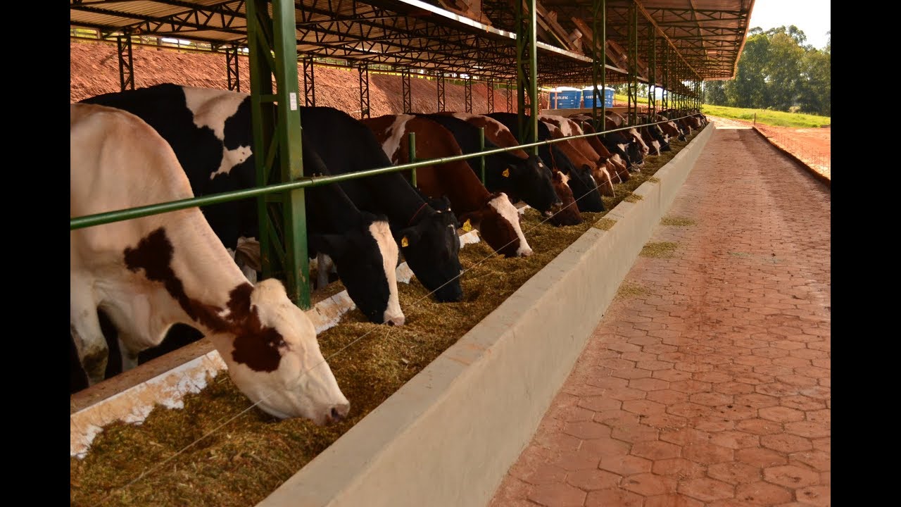 GNE 161 - G14 (Compost Barn) - Sítio do Charco (Cruzília-MG)