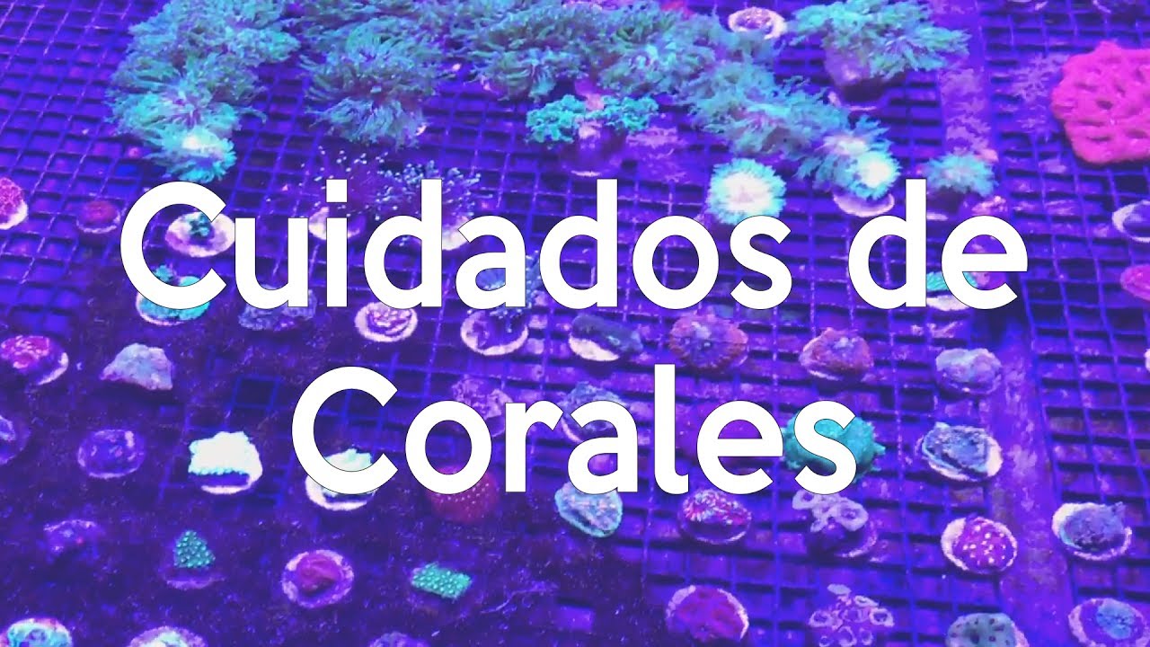 ¿Cómo cuidar corales en una pecera marina? | AcuaTV