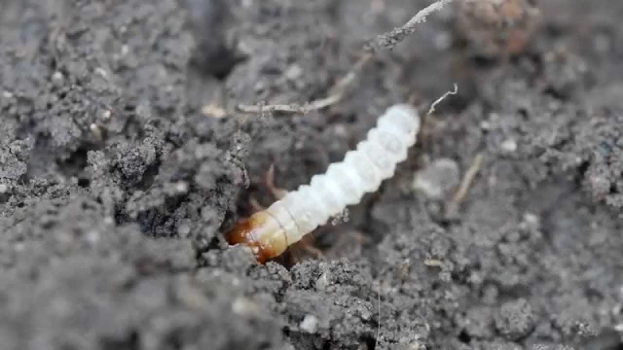 Larve bianche del terreno