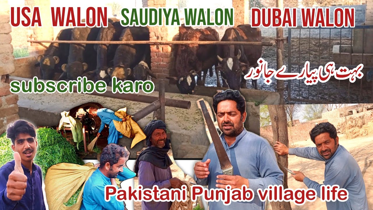 USA Walon Saudiya Walon Dubai Walon Subscribe Karo l بہت ہی پیارے جانور l#villagelife 😍😘💪