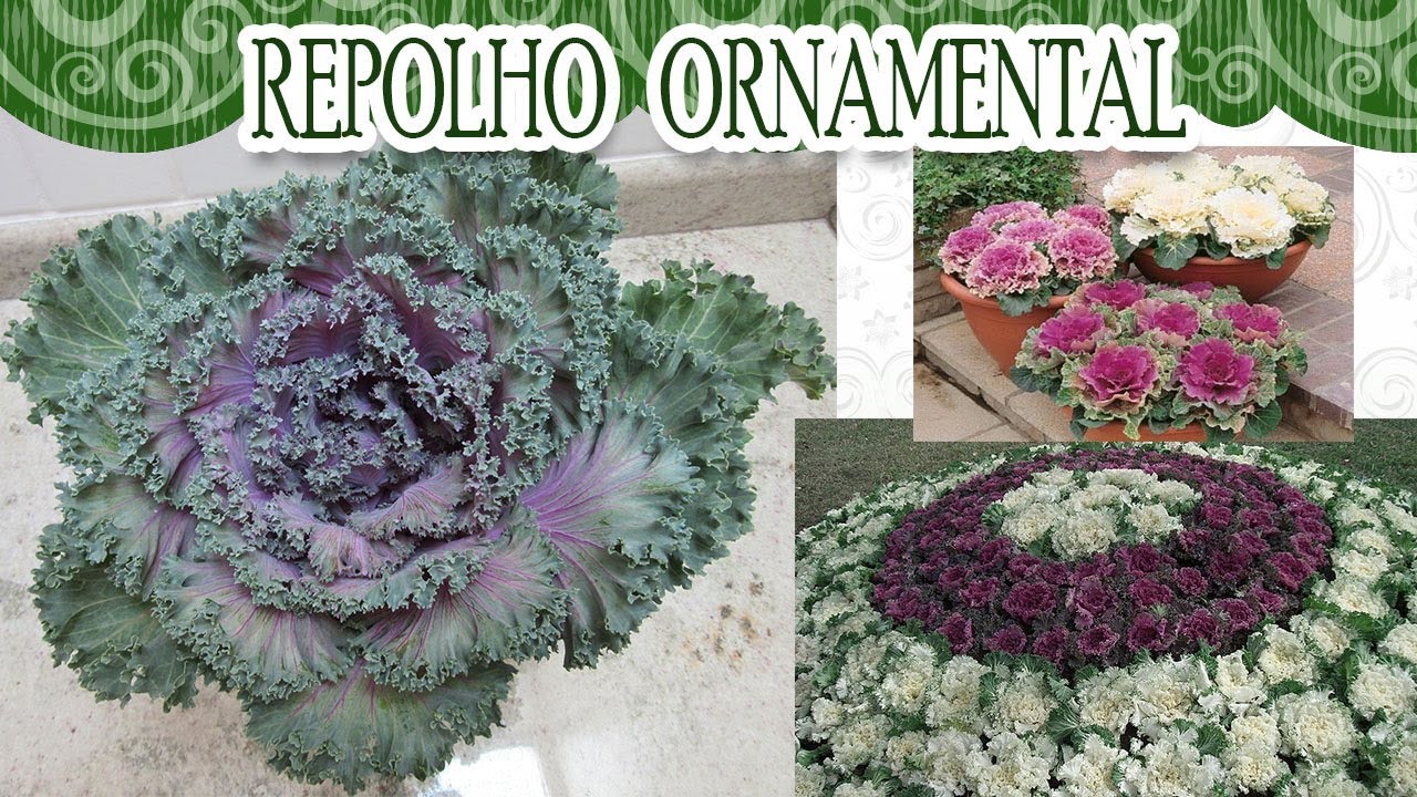 Vamos conhecer o repolho ornamental?