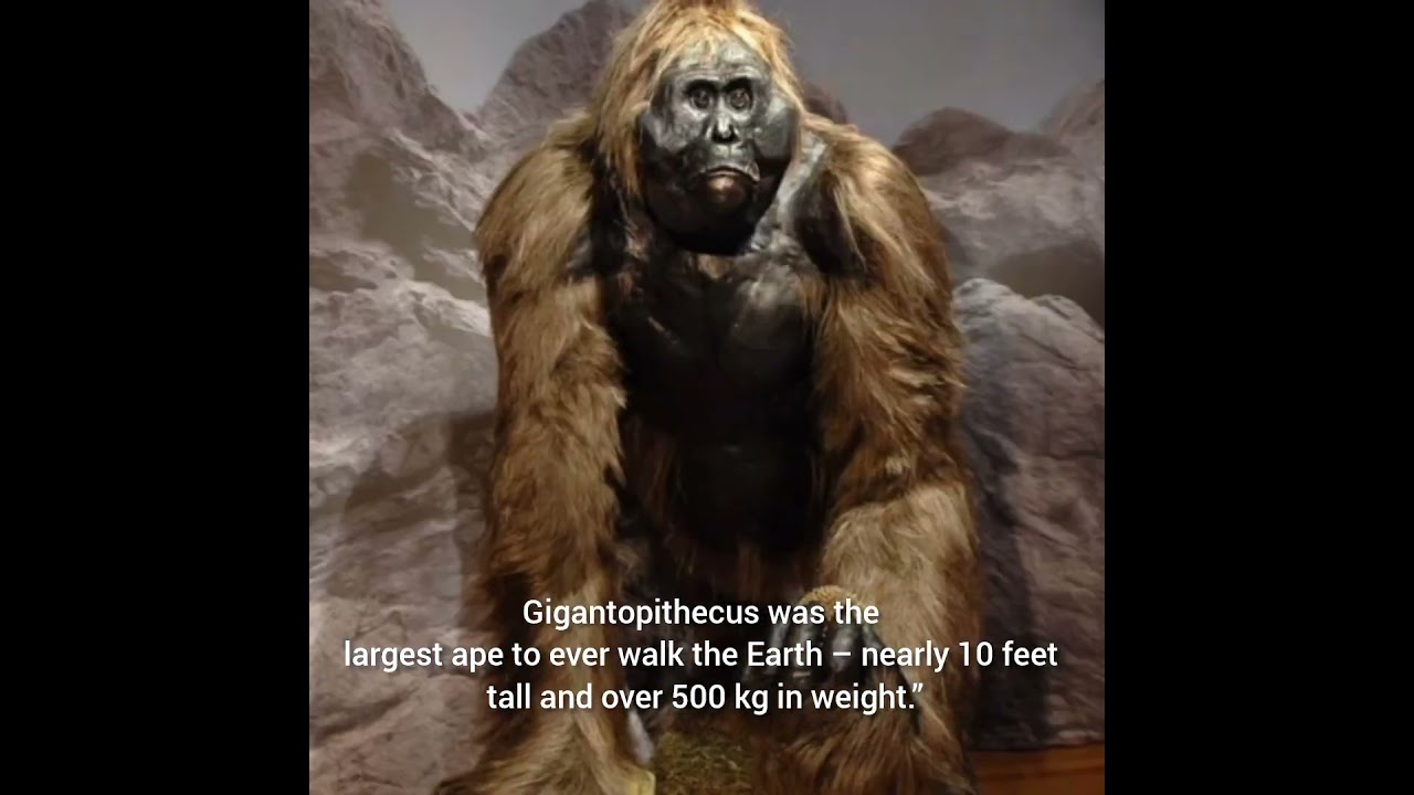Gigantopithecus🦧| #ancient #gorilla #animals #monkey #history #facts #evolution #science