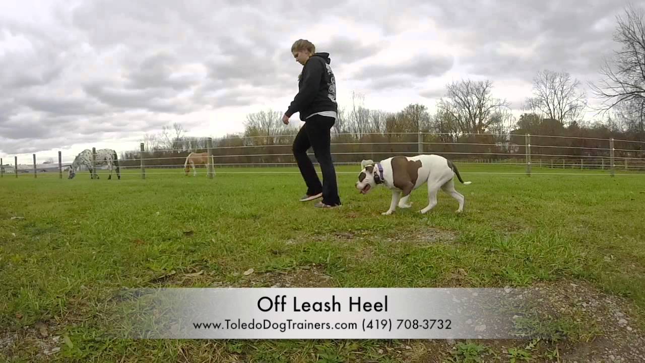 Dog Training: 1 Year Old Alapaha Blue Blood Bulldog Raleigh! Before/After 2 Week Board and Train