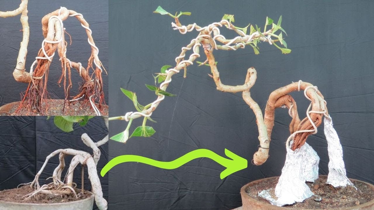 Banyan Bonsai/How to make /Exposed Roots Update  Part -2