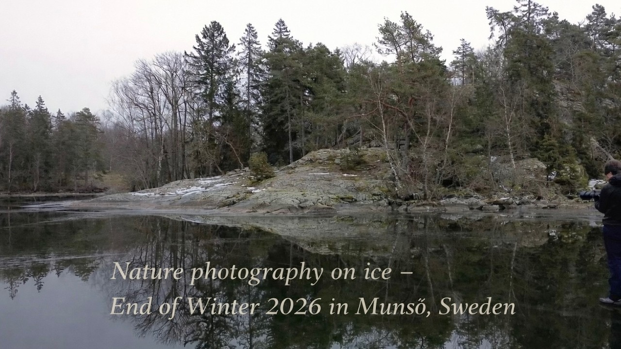 End of Winter in Munsö, Sweden ❄️ Melting Ice & Quiet Nature Before Spring 2026