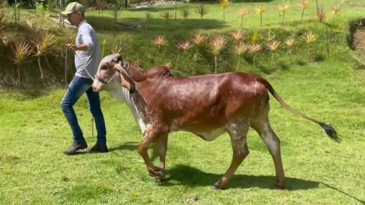 27   NOIVA FIV DA CRAUATÁ